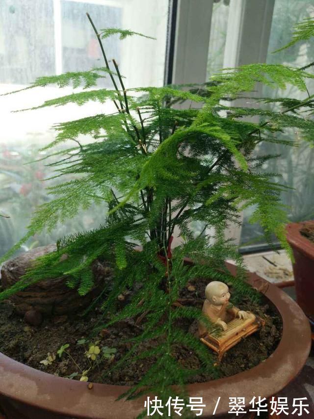 瓶子|文竹掐个枝,找个瓶子插水里,三天就冒小笋芽