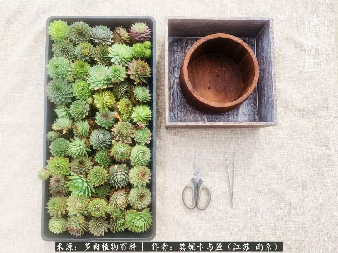 这多肉拼盘这么仙！如何制作达人手把手教你制作长生草拼盘！