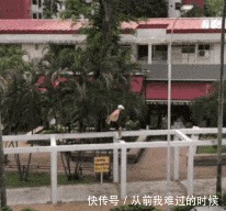 |搞笑GIF：连公司主管都这么搞笑了，这职场混得多有趣啊