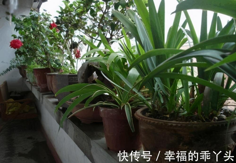 养花法宝别到处找了，在厨房就有三种，一种比一种肥效强