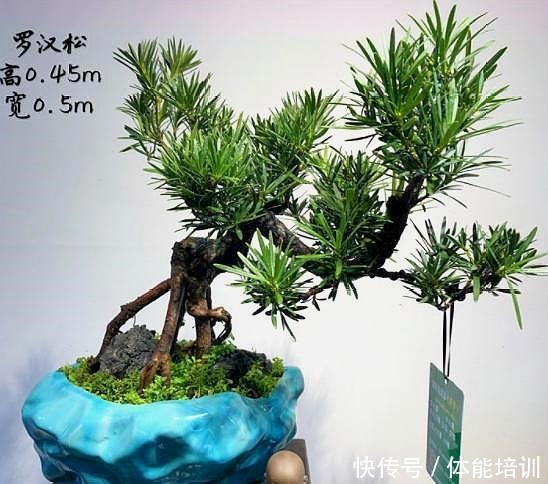 罗汉松提根造型就是好,奈何咱是不会搞,不看不知道,原来并不难!