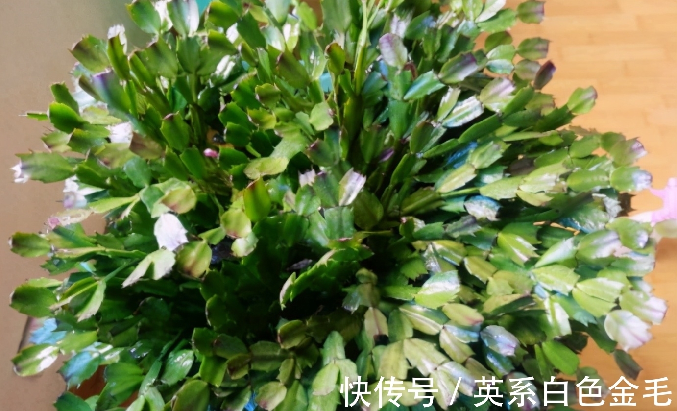 想养好蟹爪兰?掌握浇水“密码”,春夏秋冬随便养,叶肥花俏