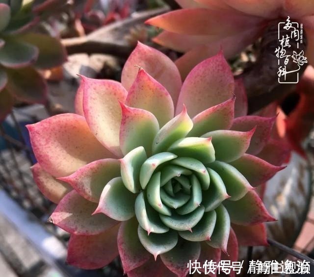 静夜|养多肉三年多,初见惊鸿!累并快乐着!养多肉三年多,初见惊鸿!累并快乐着!