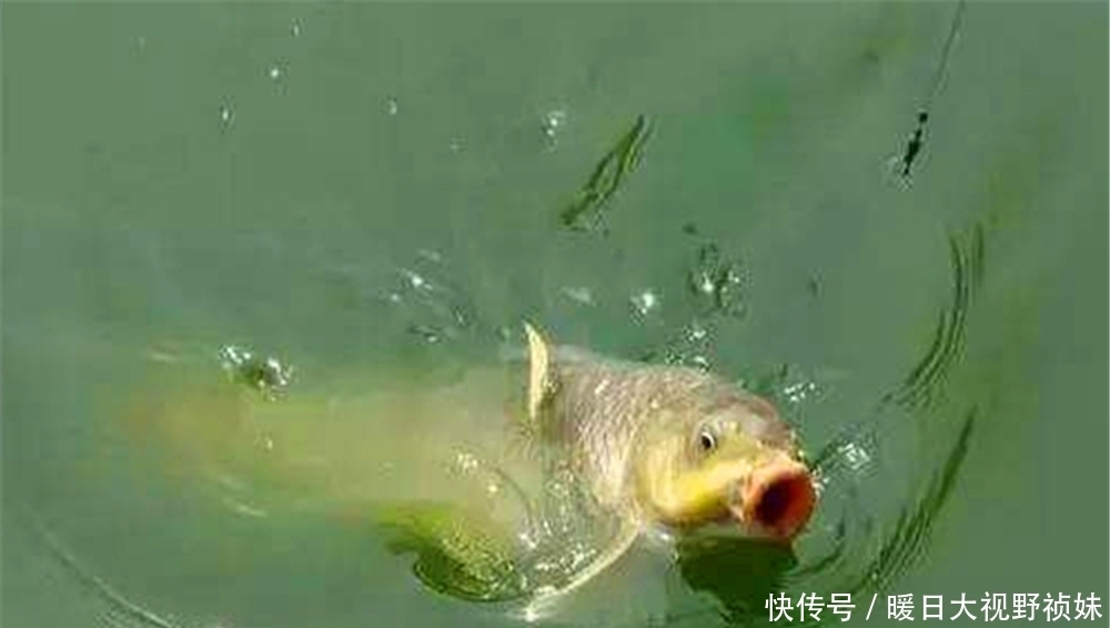 饵料|调几钓几最灵?哪种调漂方法最“万能”?调漂之前要考虑的几件事