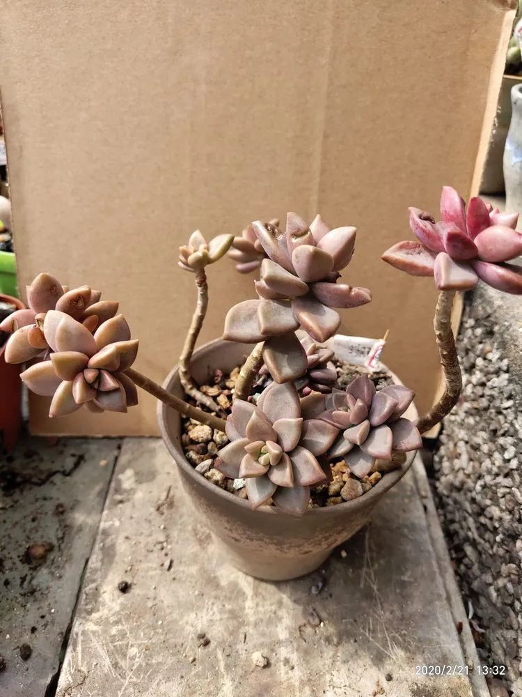 养肉多年的新手我相信它们一定可以变得更美丽！