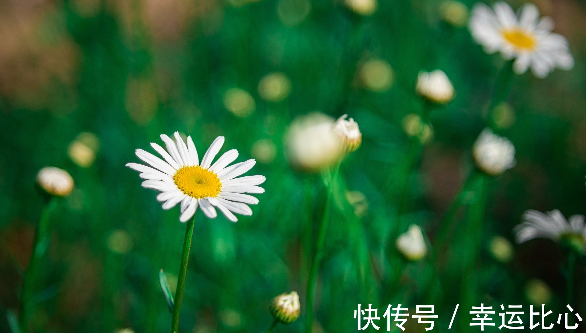 池荷！欧阳修是北宋文坛领袖，也是千古文章四大家之一，他的诗您喜欢吗