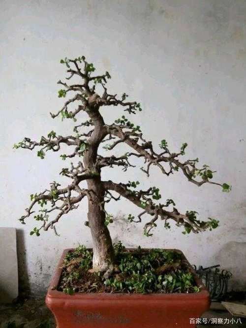 苍劲|金枝玉叶黄叶烂根,避开“三怕”,撒欢长窜新芽,养成苍劲小老桩