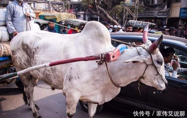 印度人|在印度被视为圣物的牛,最后牛一般是怎么处理的?开眼界了