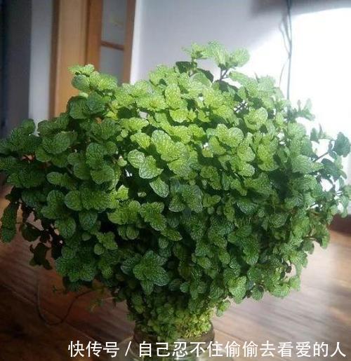 漂亮|3种漂亮花,种在小盆里,不建议地栽,否则泛滥成灾,根本清不掉