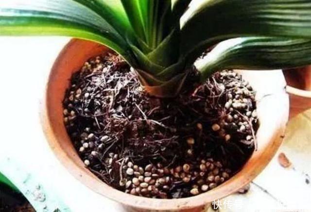 君子兰养了多年不见长，这3个问题是“病因”，赶紧解决吧