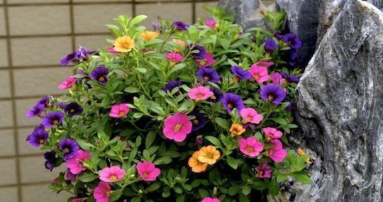 肥料|喜欢养花不如选“百万小铃”,花色丰富,数量繁多,四季开花不断