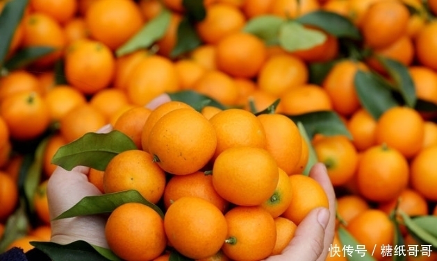 功效|金桔功效多,不过3种人尽量少吃对身体无益,快来了解一下吧