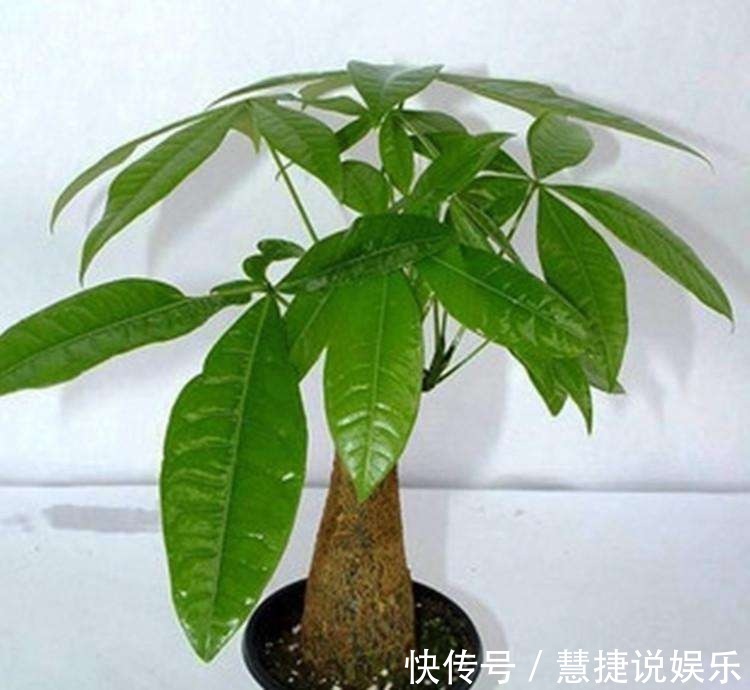 植株|冬天发财树养护,掌握好这“3个”技巧,叶常青不发黄!