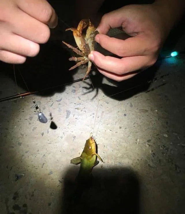 吃钓鱼人钓的鱼要千万小心!这是为什么呢?