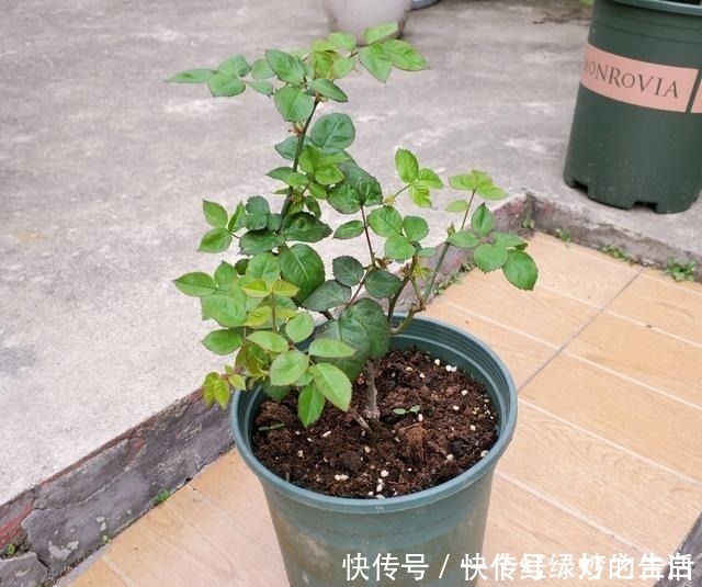 新手|刚入手的月季,有1点不要做,新手经常犯的错误,月季容易死掉!