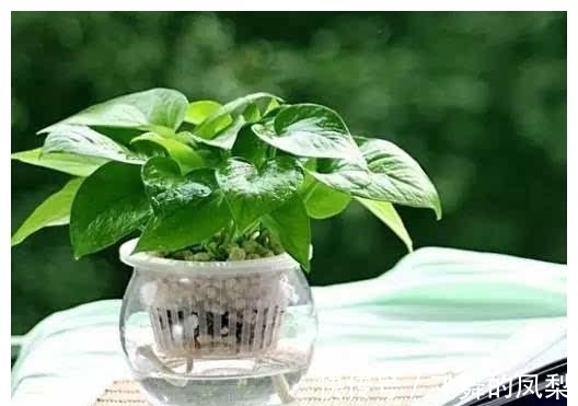 花店老板打死都不会透露的浇水秘诀,真的很管用