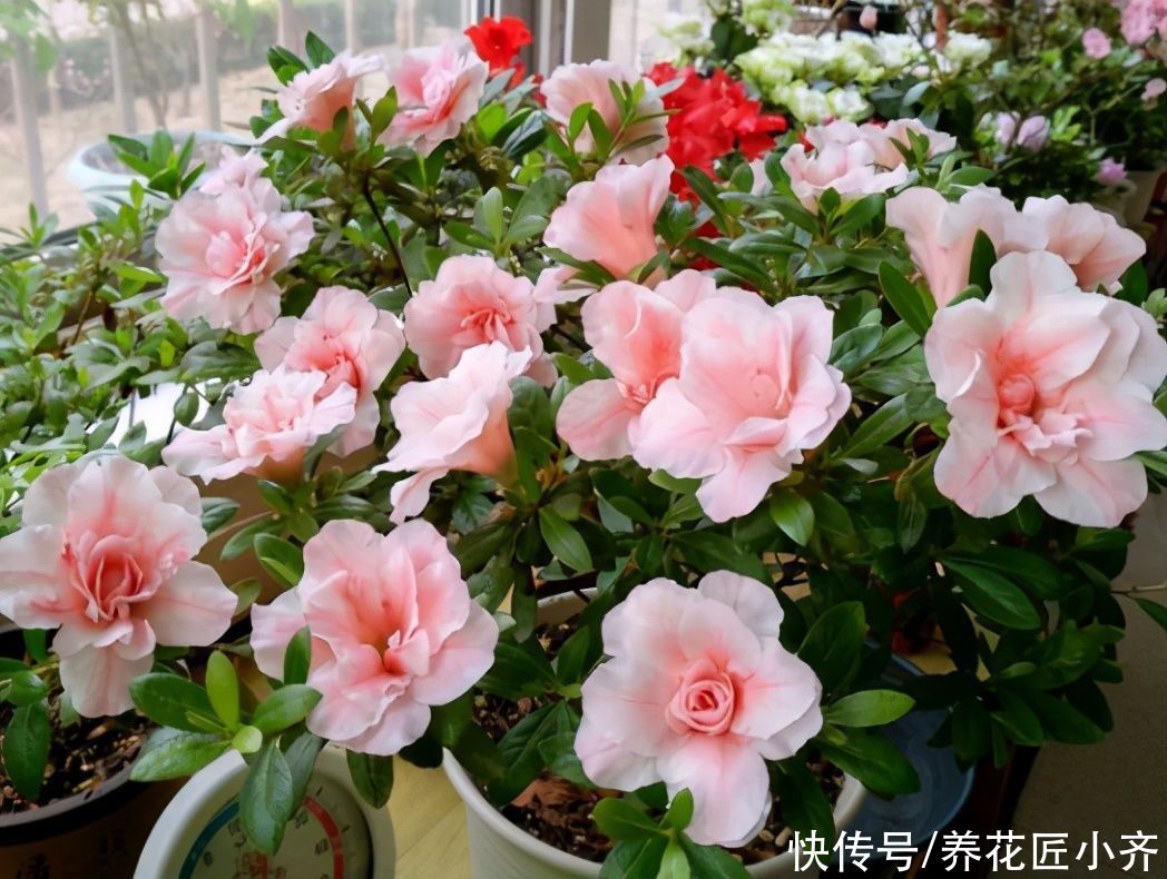 种花|马上进入7月，4种花不能再剪枝，否则今年难开花