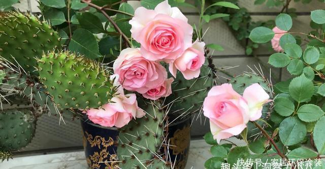 元气大伤|月季总是乱糟糟,做好“三动作”,枝叶疏密有致,花开一茬又一茬