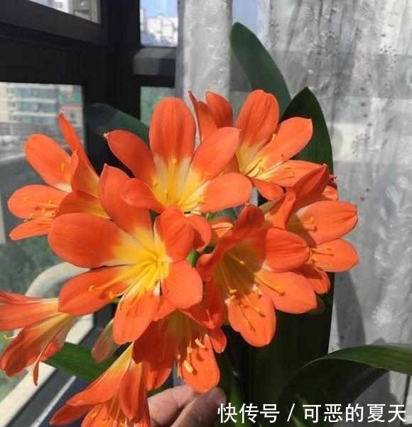 夏季|夏季4不要,君子兰顺利度夏,花期想夹箭都有点困难