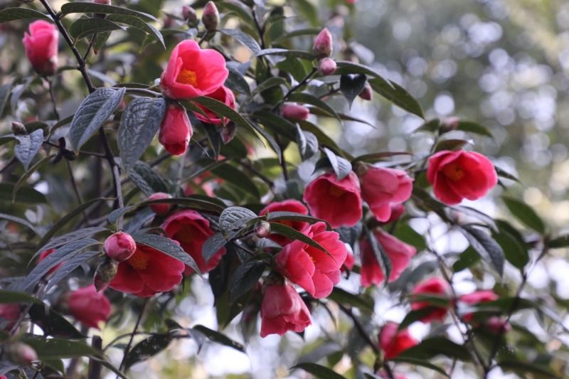 周末赏花去!长沙各大公园早樱、梅花开了,海棠、桃花、吉野樱正在枝头排队……