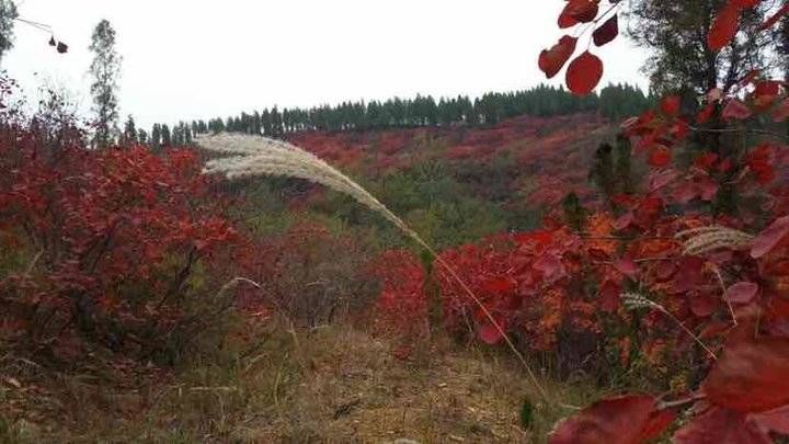 颜山|齐长城下的希望