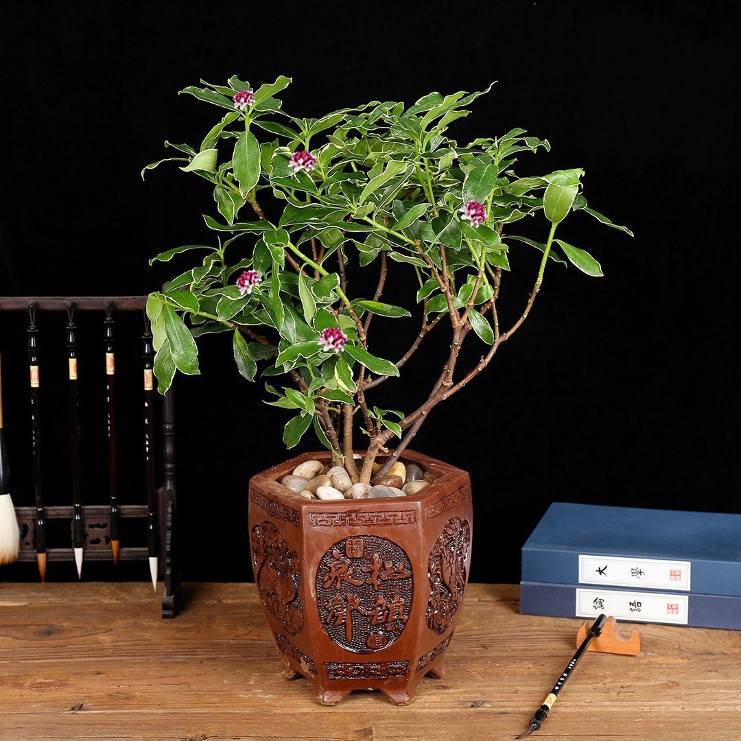 比香水还香的几种盆栽，给点水就能活，但养的人却没几个