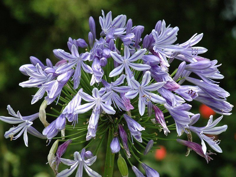 此花所代表的是多子多福，有着很吉祥的名字，是很美的花