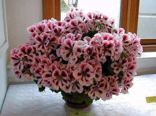 阳台养此2种花,开花量比“月季”还大,枝枝满花,耐旱又好养