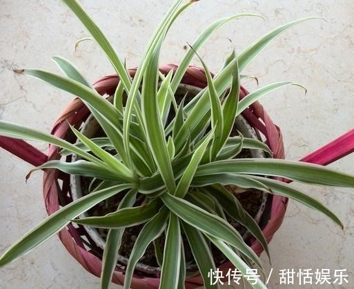 最命硬的6种花,30天不浇水,照样开花不断,1盆能活好几年