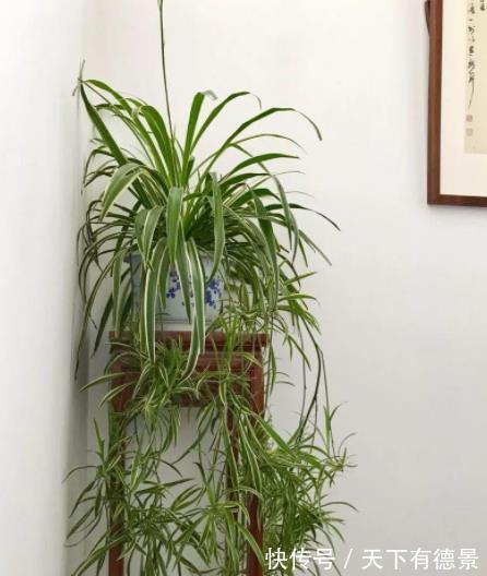 长势|养吊兰只会这一招,难怪叶尖发黄长势差,赶紧改正四季油绿