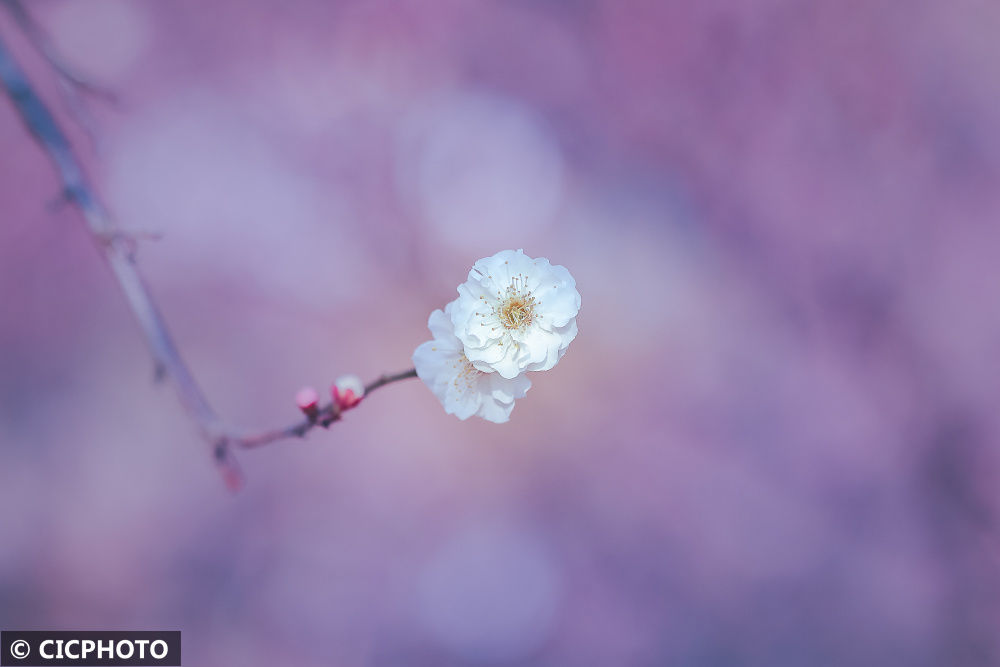 陈勇|梅花盛开春意浓