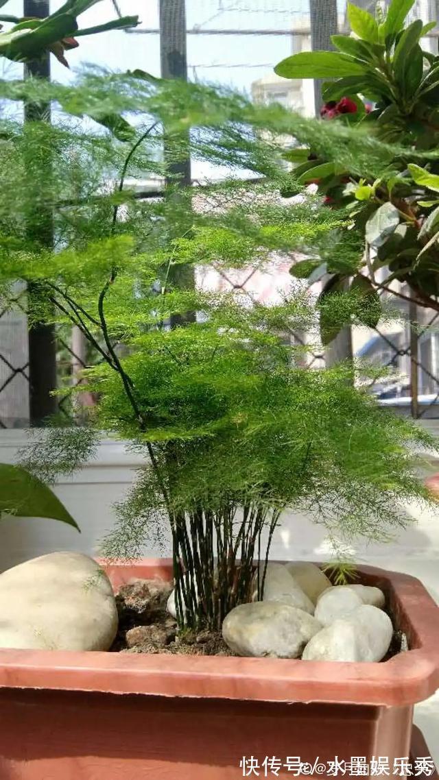 6种杀菌花,杀菌去异味,家里空气更干净!