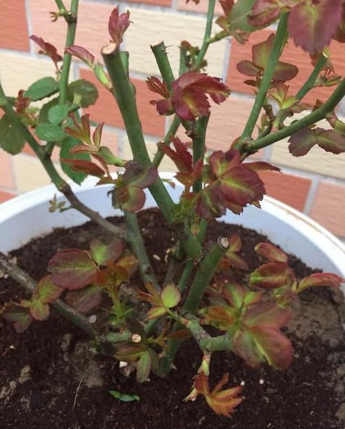 明年|养花得做减法,入冬后此5种花剪1刀,明年长得旺、开花多