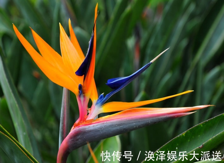 蹭蹭|花型奇特的鹤望兰怎么样,养护的方法看这里,养出的花卉蹭蹭长