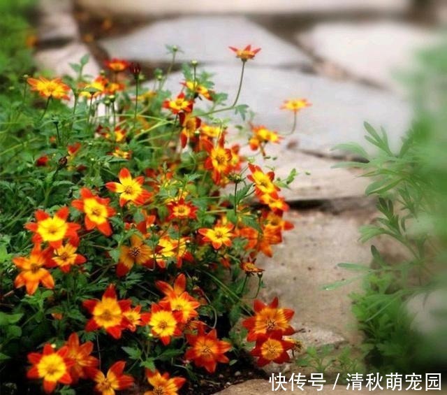 狗牙花|被名字耽误一生的6种花,土里土气,开花却“气度非凡”靓丽入眼