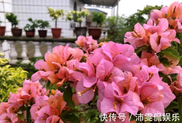 生根液|扦插三角梅不生根别“手贱”,有“耐心”,扦插一棵活一棵