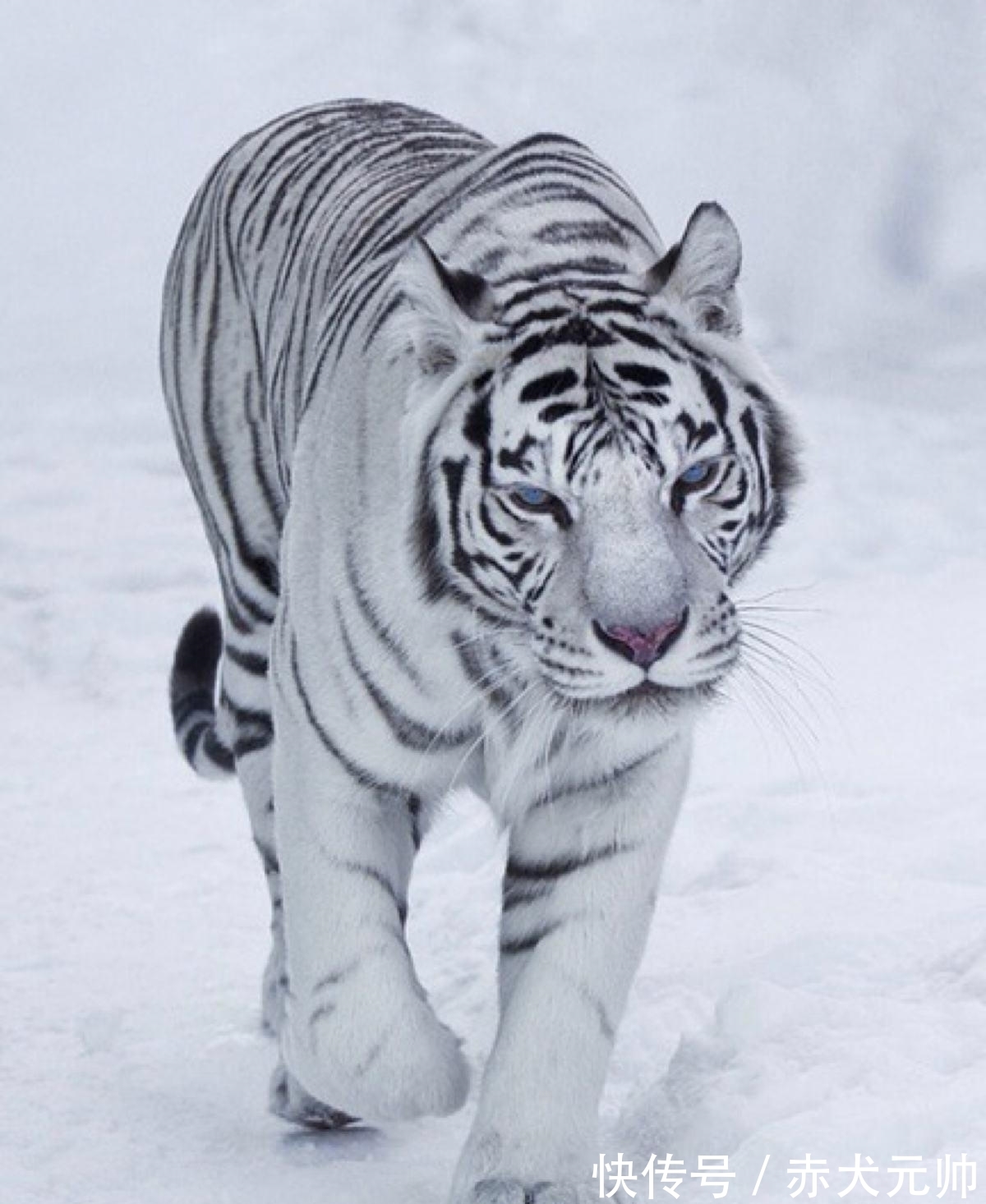 星象#虎年说虎,四兽之中人们最喜欢的不是青龙,而是白虎,原因何在?