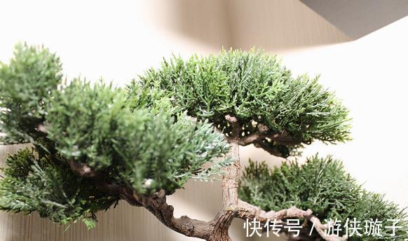 盆景|最值钱的九大盆景树种，收藏了