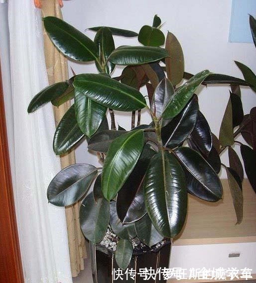 阳台上|4种绿植,喜欢阴凉环境,“客厅”养几盆,越长越油绿!