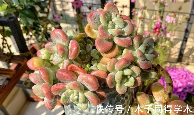 老桩|这些多肉太像了,一般人傻傻分不清楚,快看你有没有被骗?