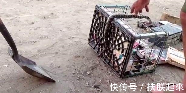 《铁血锄奸：抗战时期荫蔽战线上的存亡比赛