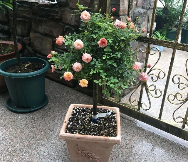 蔷薇杆子|嫁接的长出枝条了怎么办不断打顶促枝,枝多月季开花易爆盆