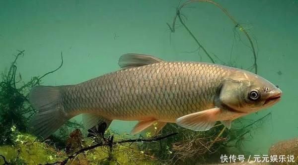 水域|别把钓草鱼看的那么难，做到这几点，连竿中鱼如若等闲
