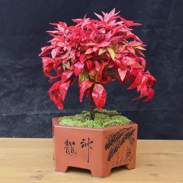 南天竹养护简单还能做成盆景,既能赏花还能结果,注意这几点就行