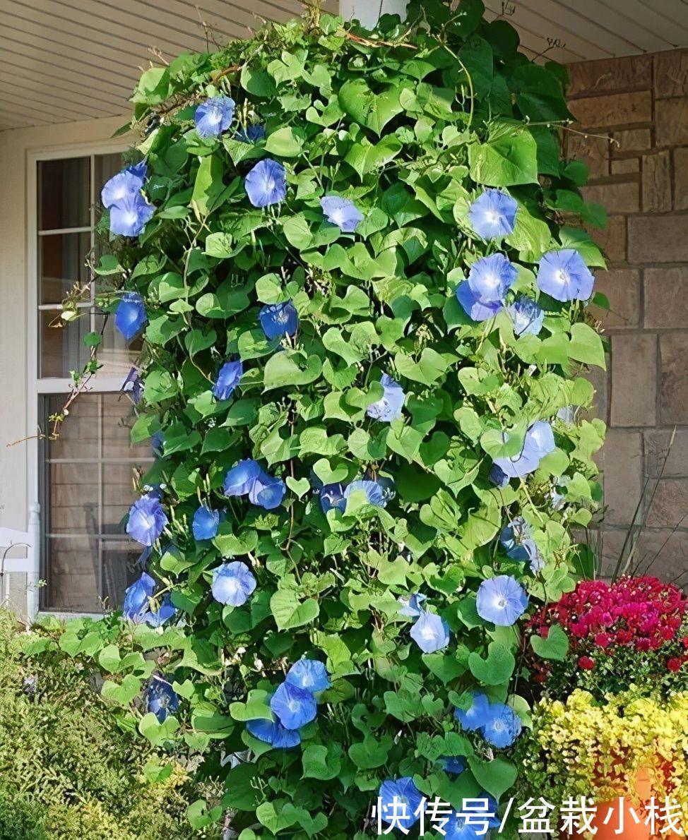 堪称“花瀑布”的3种花,除了藤本月季还有啥?爱花人来看下