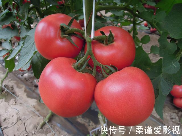 番茄|前列腺炎“劲敌”找到了!想要养护身体,男性不妨多吃一点