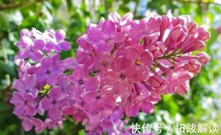 春花|此款花卉便宜又好养，丢到阳台，四季有花开，懒人最爱