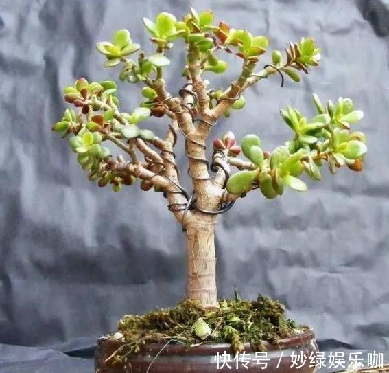 “4种花”新年养,寓意“旺财”,还能开出花朵,越看越美,值!