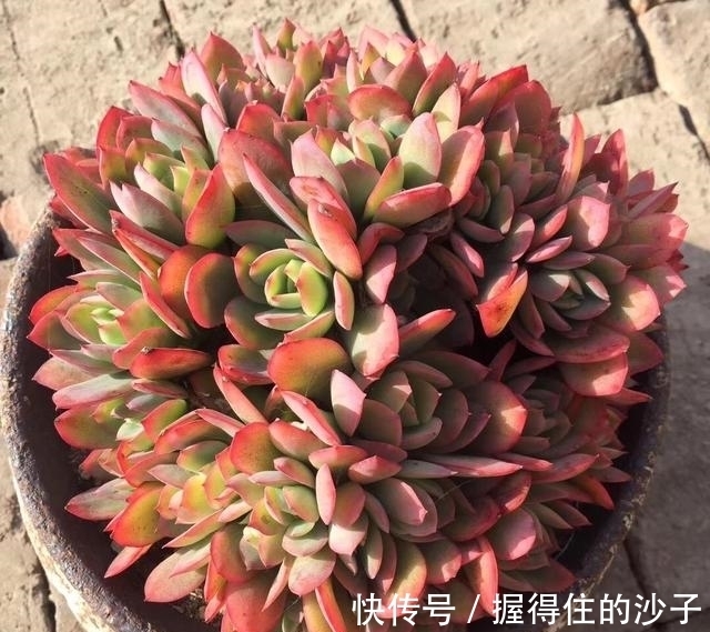 养护|12款多肉天生就爱凑热闹,爆盆群生是强项,花友:养起来真过瘾