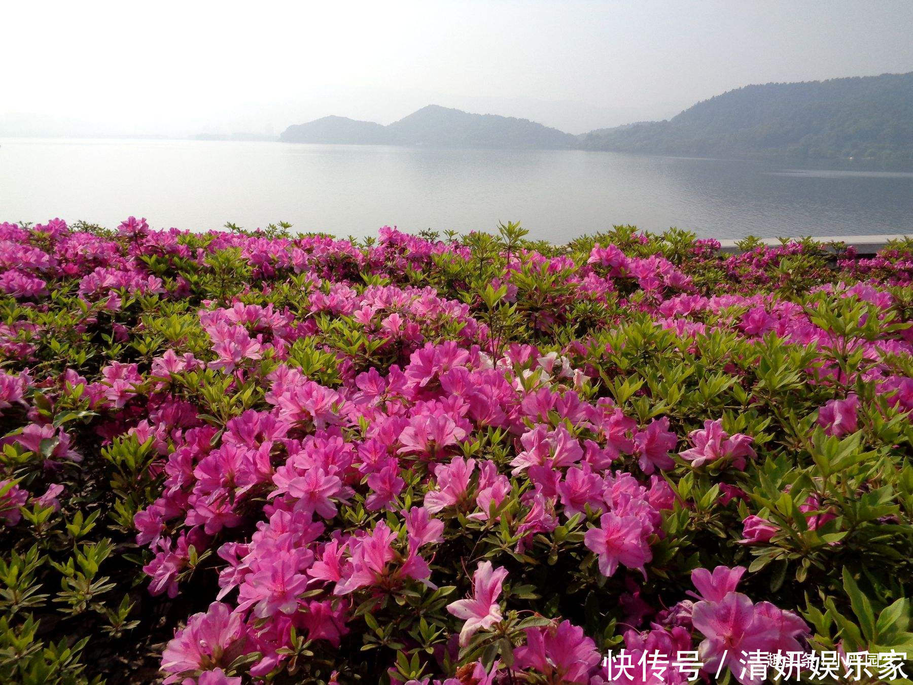 养杜鹃花做好两点,即使北方也可以花开爆盆